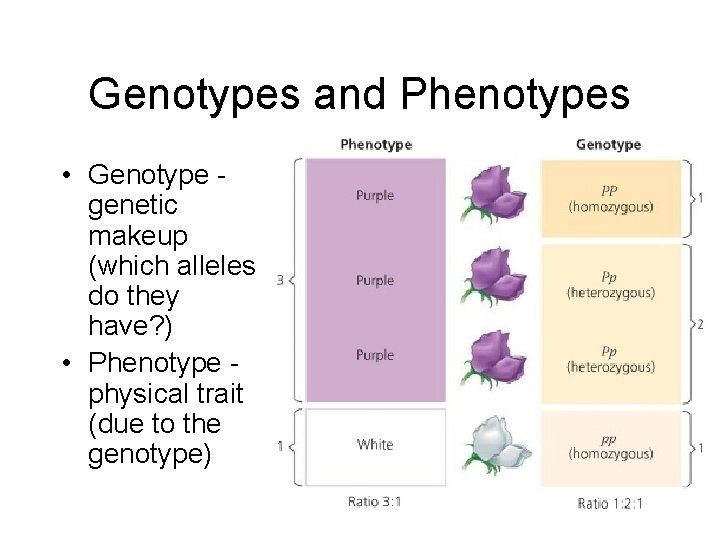 Genotypes and Phenotypes • Genotype genetic makeup (which alleles do they have? ) •