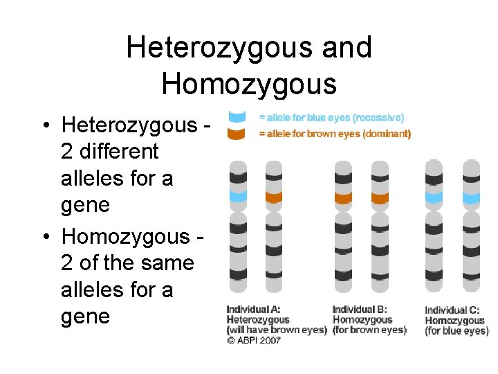 Heterozygous and Homozygous • Heterozygous 2 different alleles for a gene • Homozygous 2