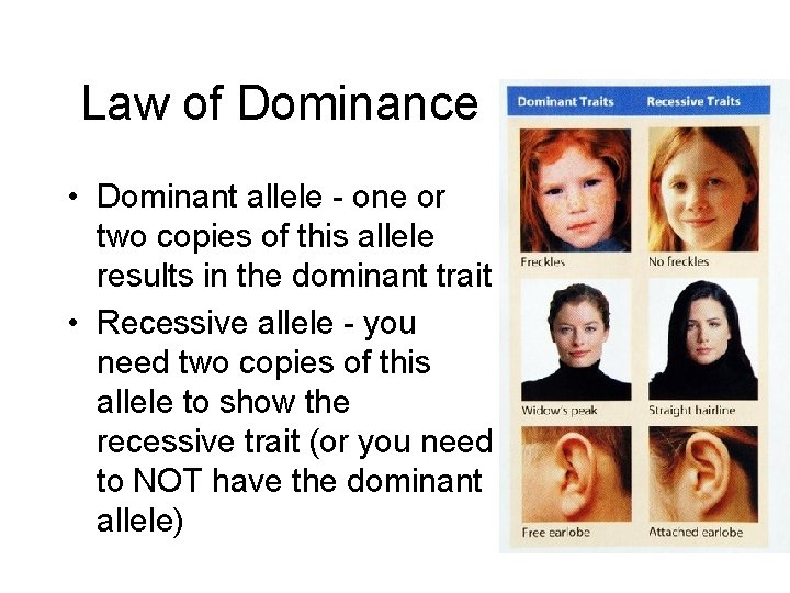 Law of Dominance • Dominant allele - one or two copies of this allele