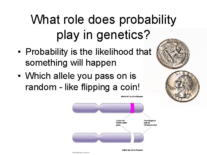 What role does probability play in genetics? • Probability is the likelihood that something