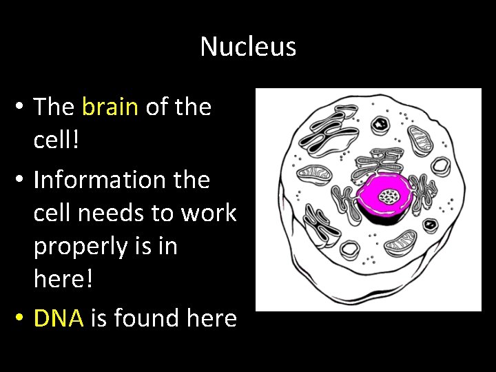 Nucleus • The brain of the cell! • Information the cell needs to work