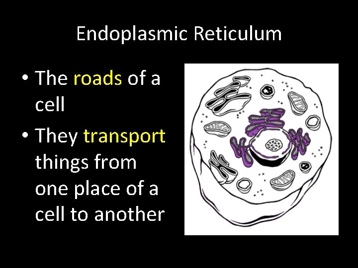 Endoplasmic Reticulum • The roads of a cell • They transport things from one