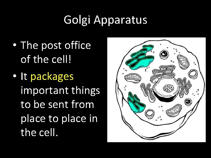 Golgi Apparatus • The post office of the cell! • It packages important things