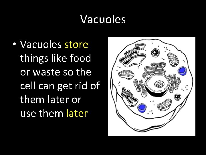 Vacuoles • Vacuoles store things like food or waste so the cell can get