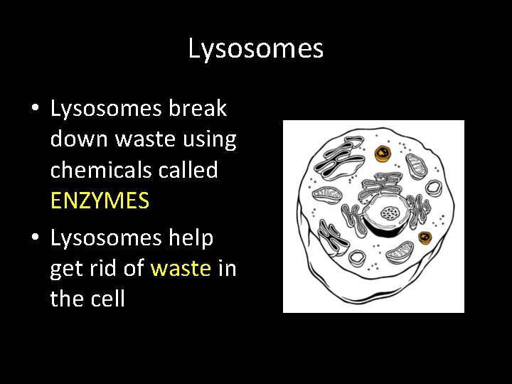 Lysosomes • Lysosomes break down waste using chemicals called ENZYMES • Lysosomes help get