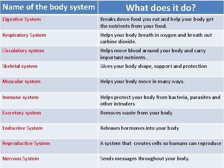 Name of the body system What does it do? Digestive System Breaks down food