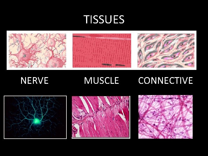 TISSUES NERVE MUSCLE CONNECTIVE 