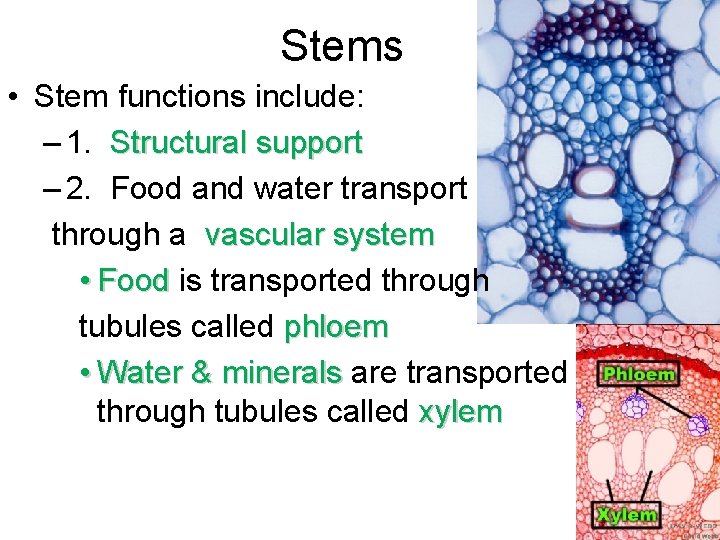 Stems • Stem functions include: – 1. Structural support – 2. Food and water