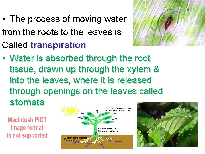  • The process of moving water from the roots to the leaves is