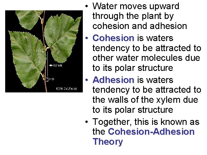  • Water moves upward through the plant by cohesion and adhesion • Cohesion