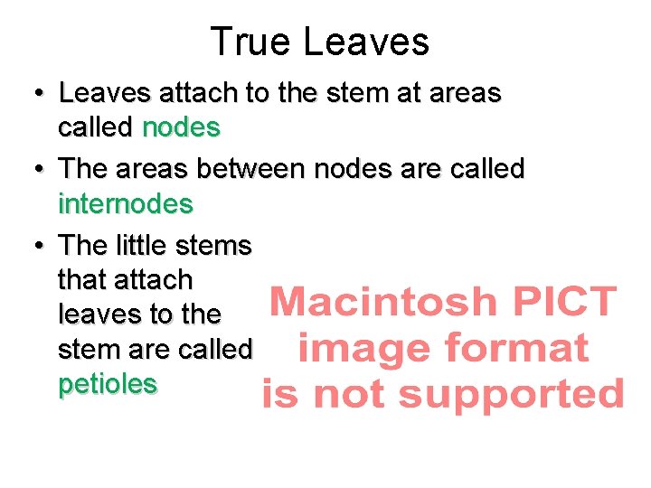 True Leaves • Leaves attach to the stem at areas called nodes • The