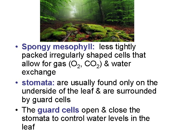  • Spongy mesophyll: less tightly packed irregularly shaped cells that allow for gas