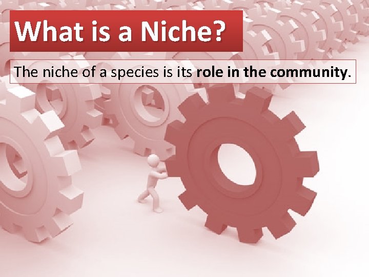 What is a Niche? The niche of a species is its role in the