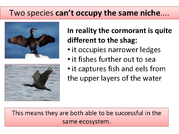 Two species can’t occupy the same niche. . In reality the cormorant is quite