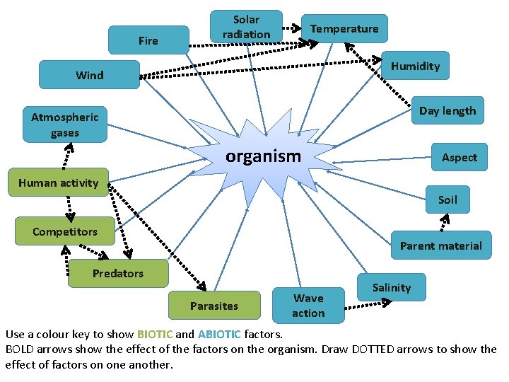 Fire Solar radiation Temperature Humidity Wind Day length Atmospheric gases organism Aspect Human activity