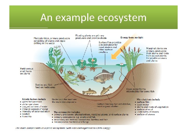 An example ecosystem 