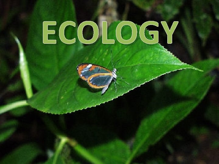 ECOLOGY 