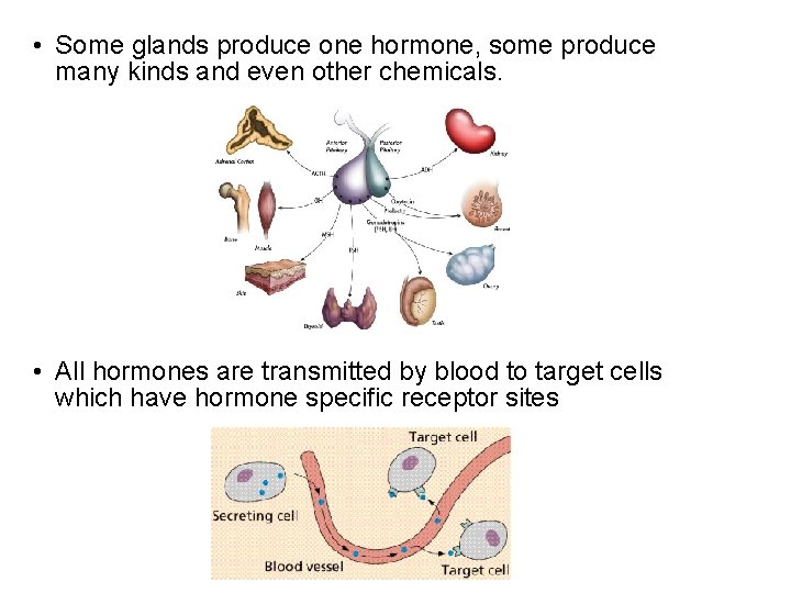  • Some glands produce one hormone, some produce many kinds and even other