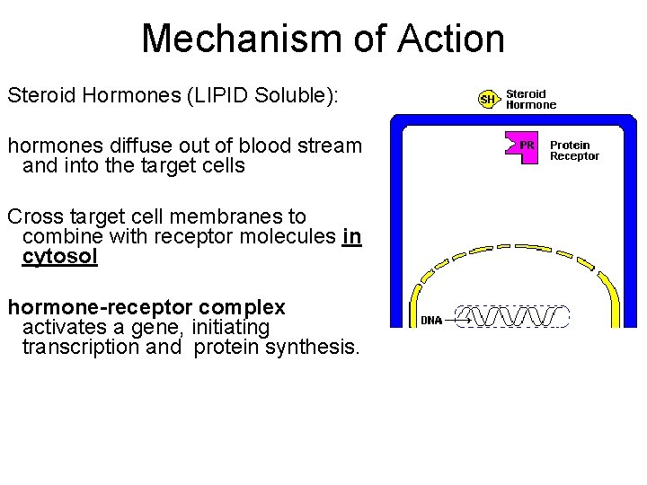 Mechanism of Action Steroid Hormones (LIPID Soluble): hormones diffuse out of blood stream and
