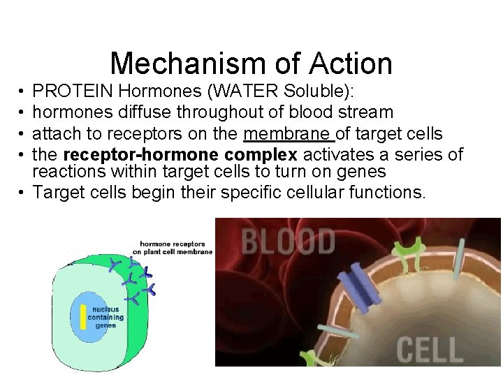 Mechanism of Action • • PROTEIN Hormones (WATER Soluble): hormones diffuse throughout of blood