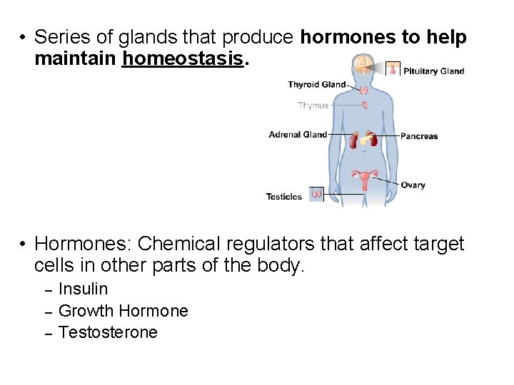  • Series of glands that produce hormones to help maintain homeostasis. • Hormones: