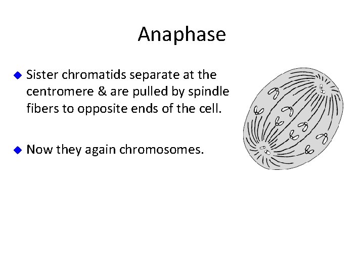 Anaphase u Sister chromatids separate at the centromere & are pulled by spindle fibers