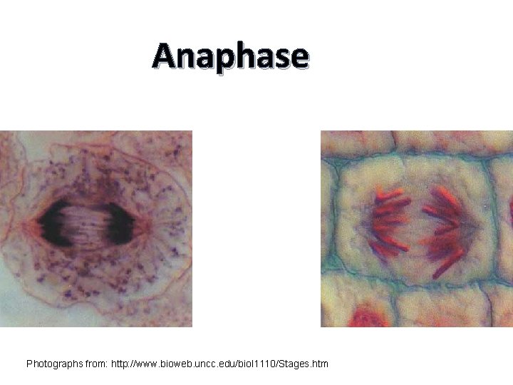 Anaphase Animal Cell Plant Cell Photographs from: http: //www. bioweb. uncc. edu/biol 1110/Stages. htm