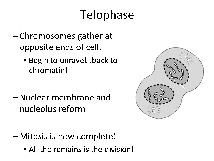 Telophase – Chromosomes gather at opposite ends of cell. • Begin to unravel…back to