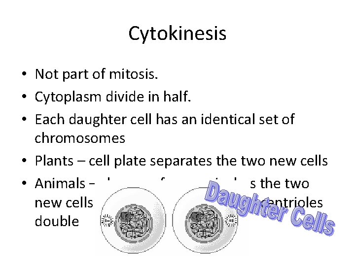 Cytokinesis • Not part of mitosis. • Cytoplasm divide in half. • Each daughter