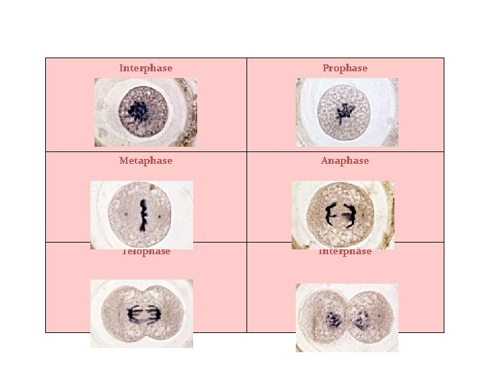 Animal Mitosis -- Review Interphase Prophase Metaphase Anaphase Telophase Interphase 