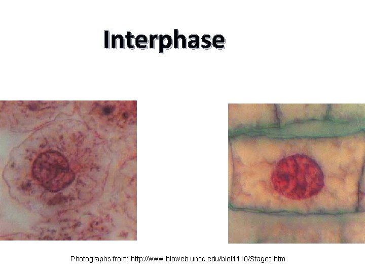 Interphase Animal Cell Plant Cell Photographs from: http: //www. bioweb. uncc. edu/biol 1110/Stages. htm