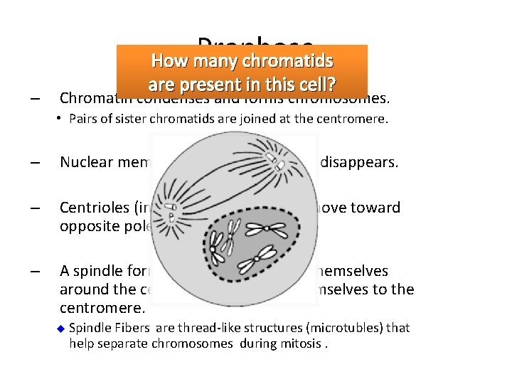 – Prophase How many chromatids are present in this cell? Chromatin condenses and forms