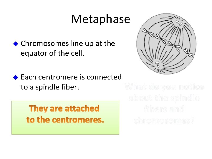 Metaphase u Chromosomes line up at the equator of the cell. u Each centromere