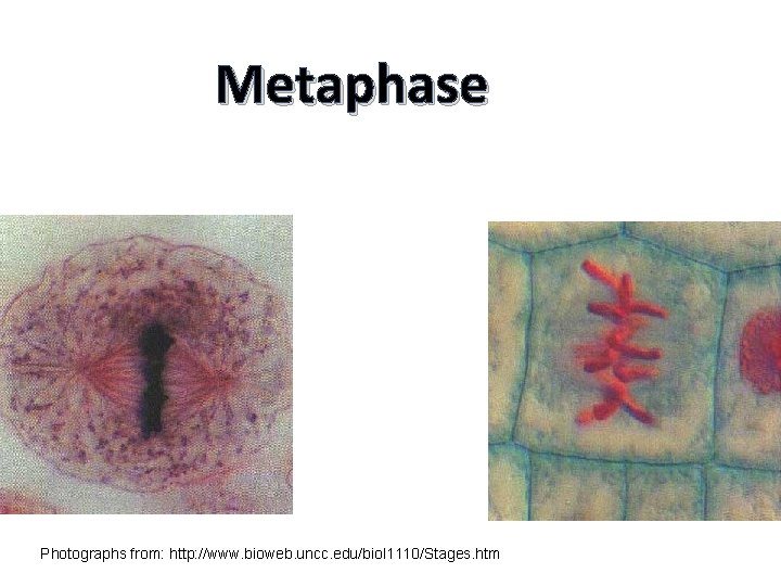 Metaphase Animal Cell Plant Cell Photographs from: http: //www. bioweb. uncc. edu/biol 1110/Stages. htm