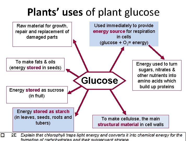 Plants’ uses of plant glucose Raw material for growth, repair and replacement of damaged