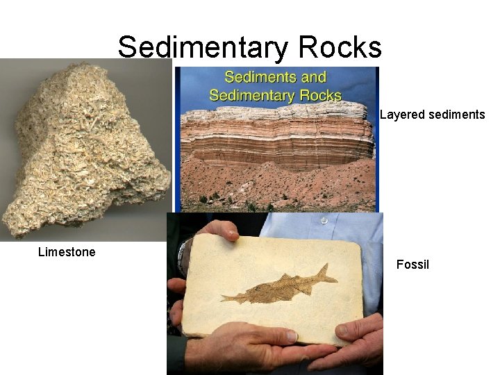 Sedimentary Rocks Layered sediments Limestone Fossil 