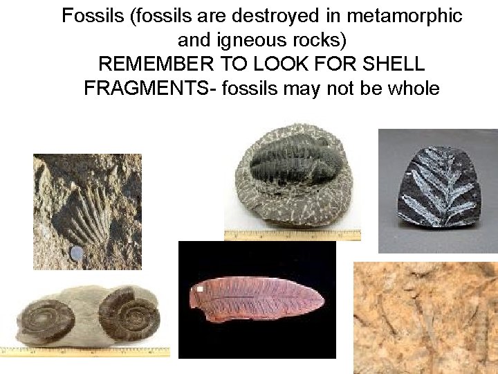 Fossils (fossils are destroyed in metamorphic and igneous rocks) REMEMBER TO LOOK FOR SHELL