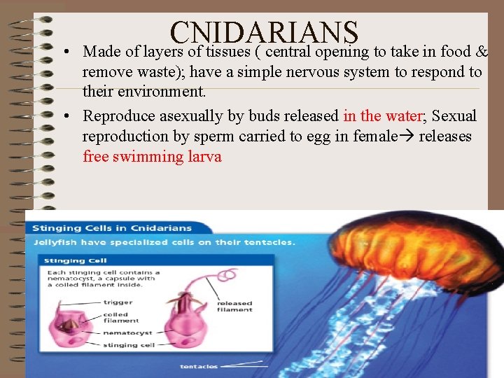  • CNIDARIANS Made of layers of tissues ( central opening to take in