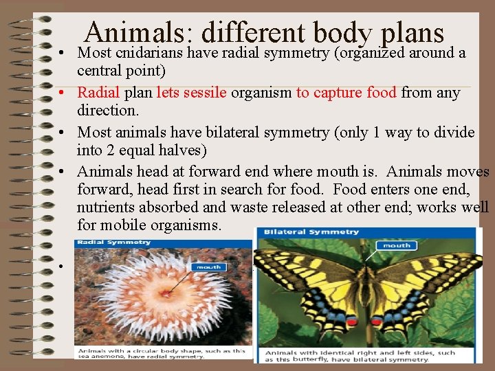 Animals: different body plans • Most cnidarians have radial symmetry (organized around a central