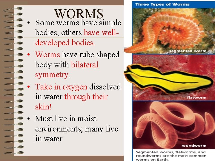 WORMS • Some worms have simple bodies, others have welldeveloped bodies. • Worms have