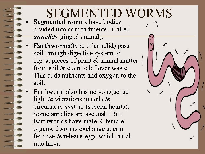SEGMENTED WORMS • Segmented worms have bodies divided into compartments. Called annelids (ringed animal).