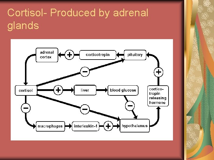 Cortisol- Produced by adrenal glands 