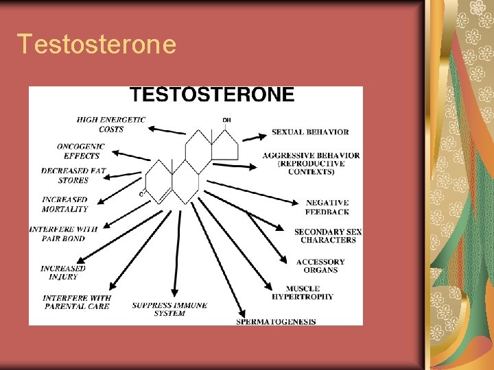 Testosterone 