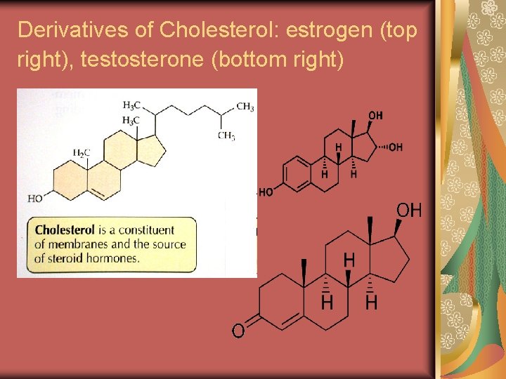 Derivatives of Cholesterol: estrogen (top right), testosterone (bottom right) 