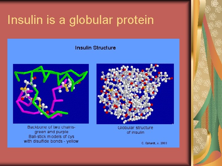 Insulin is a globular protein 