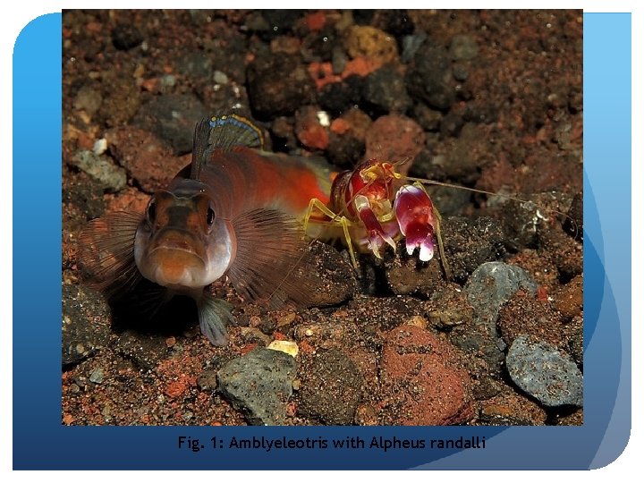 Fig. 1: Amblyeleotris with Alpheus randalli 