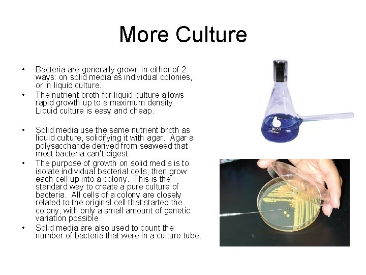 More Culture • • • Bacteria are generally grown in either of 2 ways: