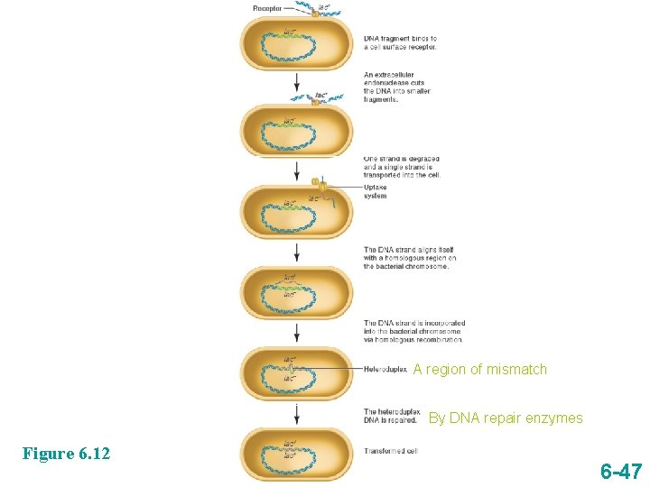 A region of mismatch By DNA repair enzymes Figure 6. 12 6 -47 