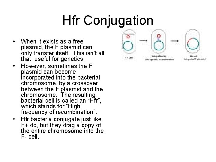Hfr Conjugation • When it exists as a free plasmid, the F plasmid can