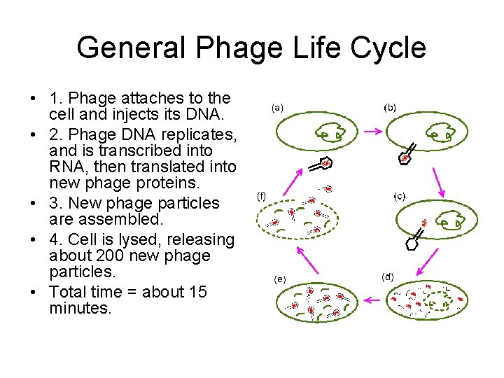 General Phage Life Cycle • 1. Phage attaches to the cell and injects its